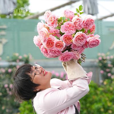海蒂的花园亚伯拉罕灌木月季可藤四季开花浓香庭院花卉植物盆栽苗