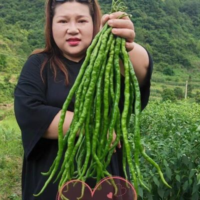 火凤凰超长线椒种子香辣线椒中薄皮特长高产辣椒皱皮青红辣椒正宗