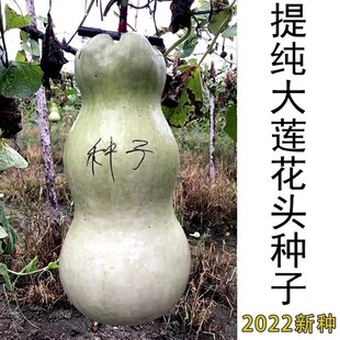 特大莲花头种子天然巨型葫芦种子天然巨型葫芦籽自留种子80公分高