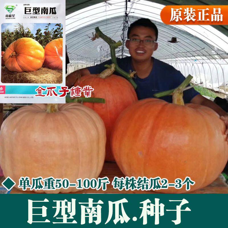巨型南瓜种子大南瓜种籽特大四季