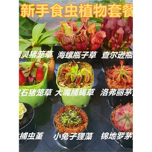 食虫植物新手套餐盆栽捕蝇草猪笼草瓶子草茅膏菜狸藻捕虫堇食人花