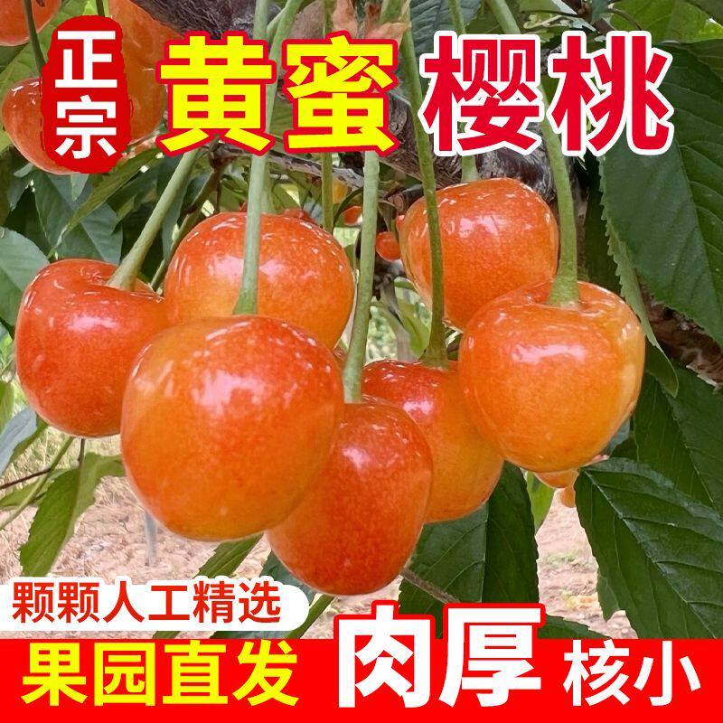 露天黄蜜樱桃新鲜水果孕妇水晶当季黄金车厘子山东大樱桃京东顺丰