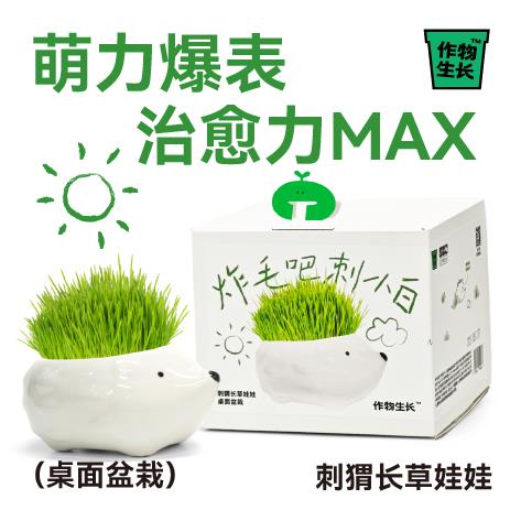 作物生长炸毛刺小白刺猬长草娃娃创意种植盆栽礼物桌面懒人植物