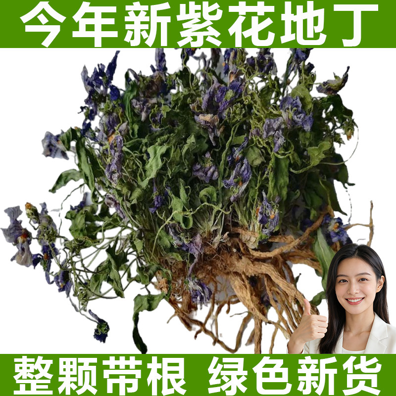 紫花地丁中药材整棵带根地丁草铧头草犁头草华兜草今年晒干新货