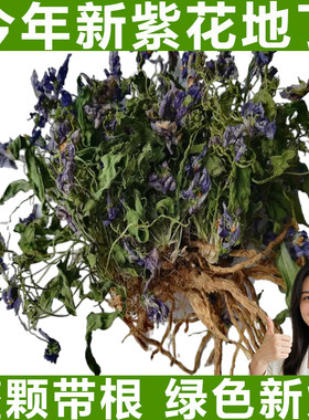 紫花地丁中药材整棵带根地丁草铧头草犁头草华兜草今年晒干新货