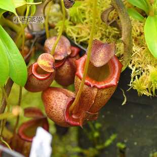 杏黄猪笼草小虫草堂直播17食虫植物盆栽食虫草稀有奇趣绿植驱蚊