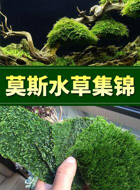 莫斯水草松茸三角火焰莫丝片摩丝MOSS鱼缸造景水族箱不锈钢定植片