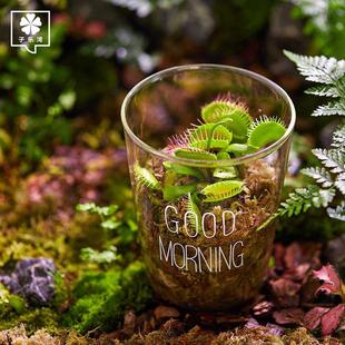 捕蝇草盆栽猪笼草食虫草食人花卉绿植多肉驱蚊植物捕虫草瓶子桌面