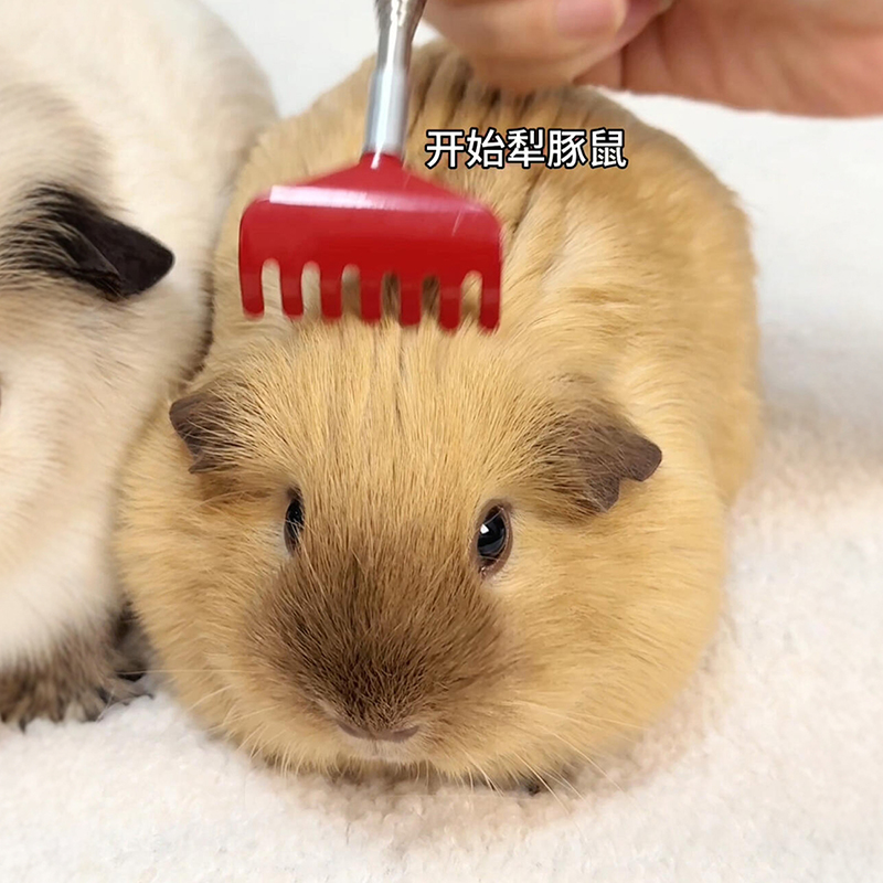 豚鼠玩具可伸缩痒痒挠创意不锈钢猫狗按摩清洁宠物梳毛神器后背抓