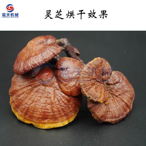 灵LT-LZJ全芝烘干机 小型自动湿鲜灵芝除烘干箱木灵芝菌灵芝智能