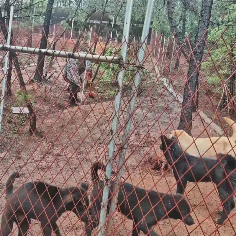 热销防锈菱形钢板网铁丝q网围栏网格网钢丝养殖拦鸡网T圈玉米护栏