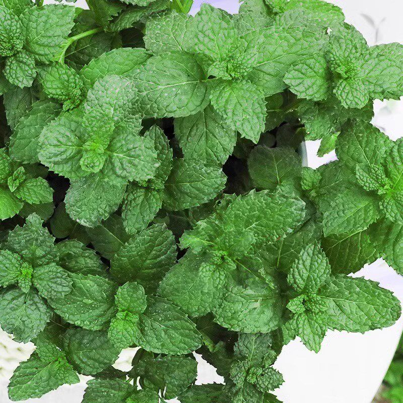 大盆薄荷盆栽可食用大苗室内驱蚊绿植迷迭香四季香草Y植物猫薄荷