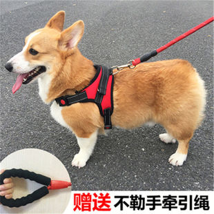 中型小型犬狗链项圈柯基遛狗绳子用品 宠物狗狗牵引绳胸背带背心式