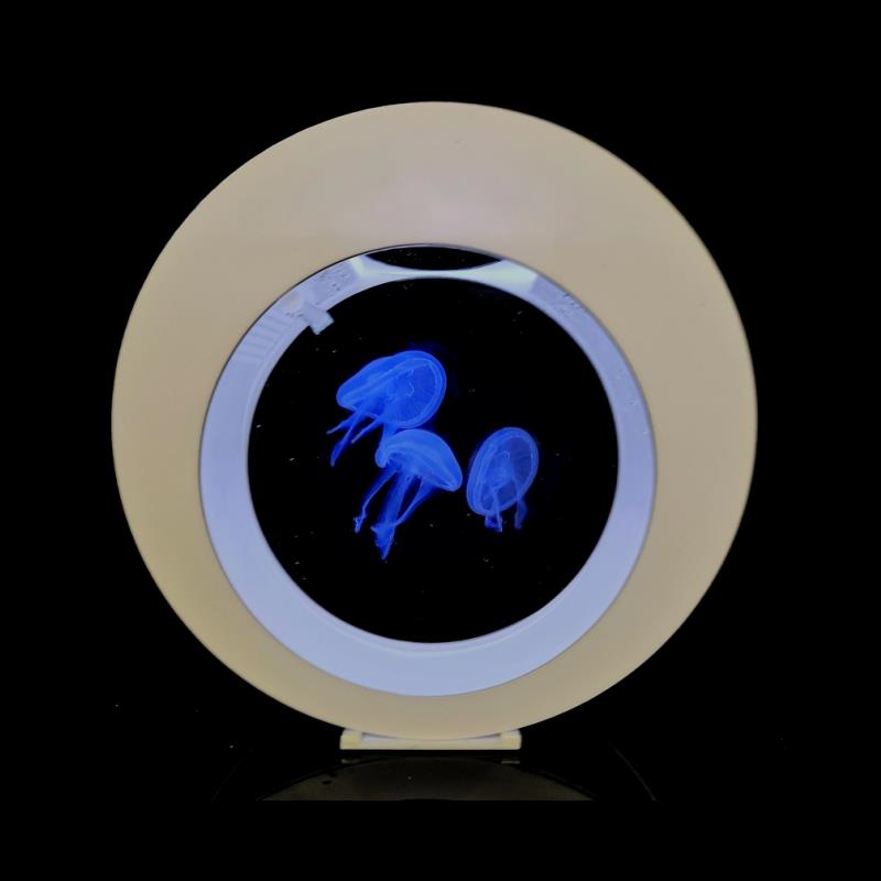桌面专业观赏水母缸活物巴布亚硝大西洋海月赤月水母宠物生态鱼缸