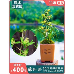 绿牡丹兰花盆栽植物名贵惠兰浓香型兰花苗带花苞兰草大众国兰场