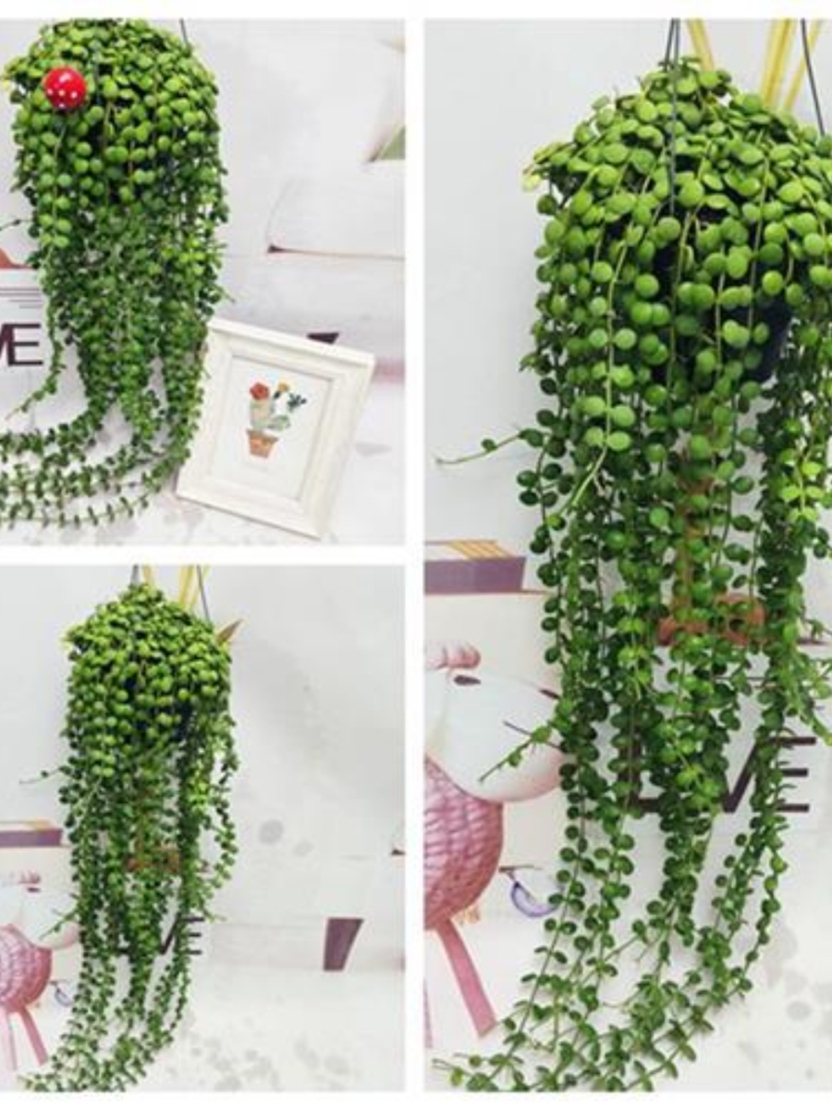 风不动佛珠吊兰多肉植物垂吊悬挂室内盆栽好养的绿植花卉泰国佛珠