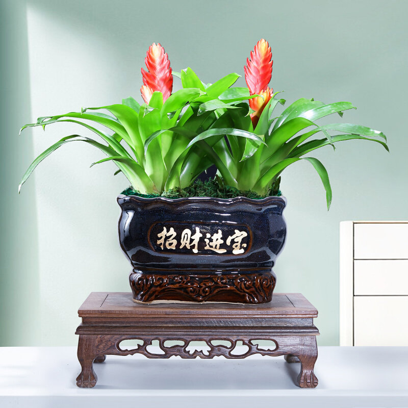 红玉扇鸿运当头盆栽办公室内净化空气好养花卉植物四季开花招财手
