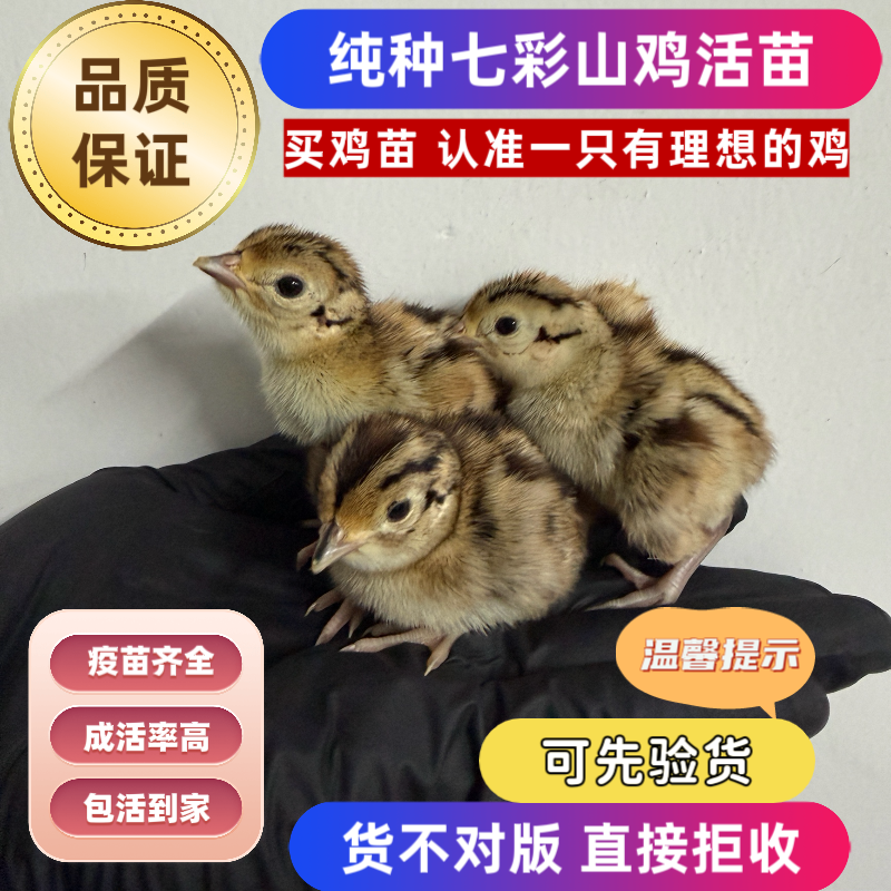 纯种七彩山鸡观赏七彩山鸡鸡活小鸡苗七彩山鸡苗宠物鸡