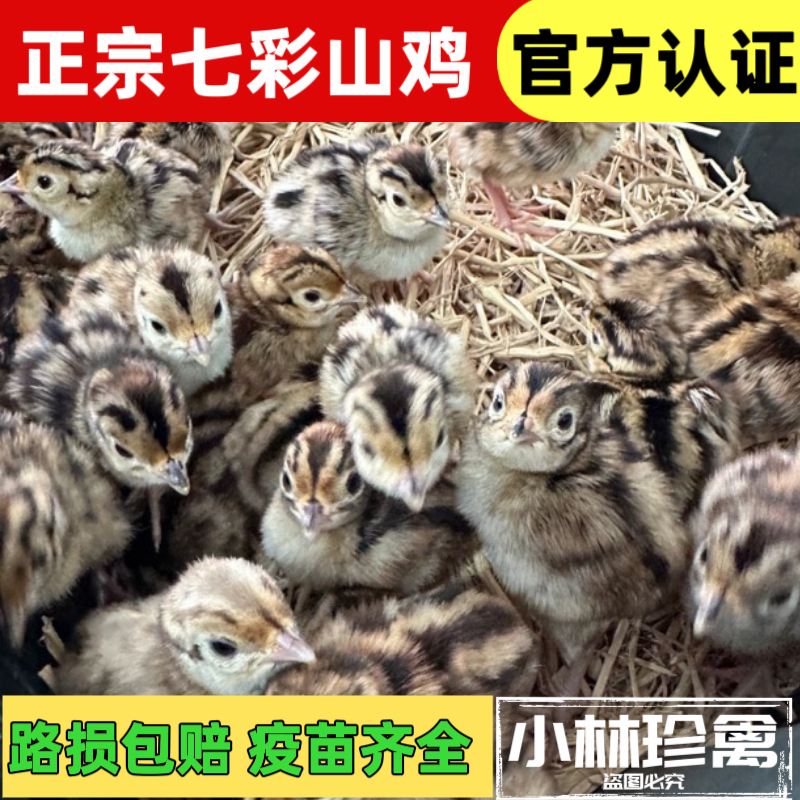 七彩山鸡幼鸡纯种七彩山鸡出壳苗幼苗土鸡出壳鸡小山鸡苗宠物
