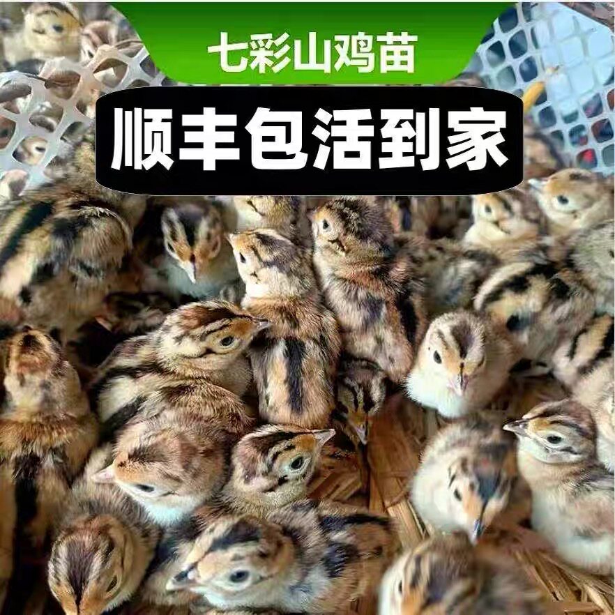 七彩山鸡幼鸡纯种七彩山鸡出壳苗幼苗土鸡出壳鸡小山鸡苗宠物