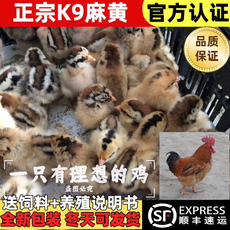 K9鸡苗麻黄大种鸡快大九斤红901出壳鸡苗疫苗齐全包邮活苗,农用物资,动物种苗,淘宝优惠券,粉丝福利购,淘宝优惠卷