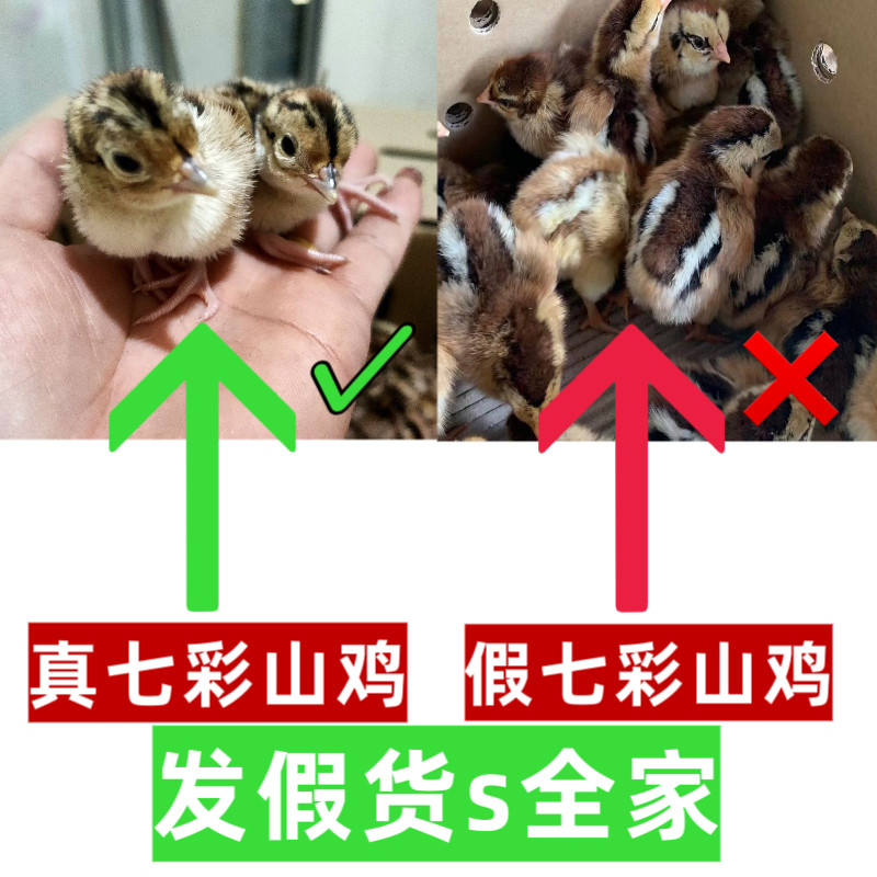 七彩山鸡幼鸡纯种七彩山鸡出壳苗幼苗土鸡出壳鸡小山鸡苗宠物