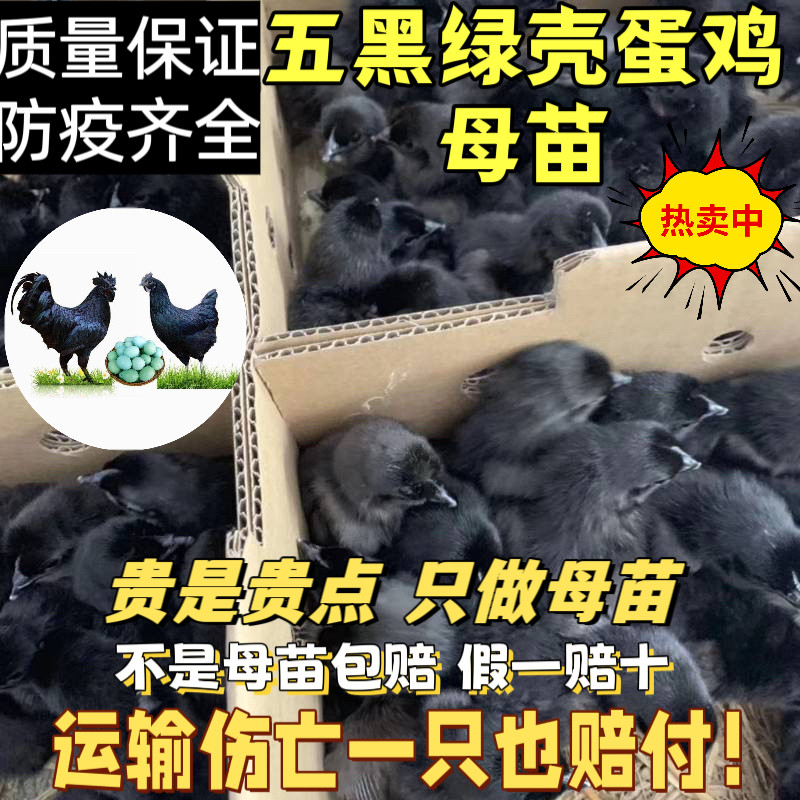 纯种五黑鸡活苗纯种乌骨鸡脱温苗鸡活苗幼苗五黑一绿壳蛋鸡小鸡苗,农用物资,动物种苗,淘宝优惠券,粉丝福利购,淘宝优惠卷