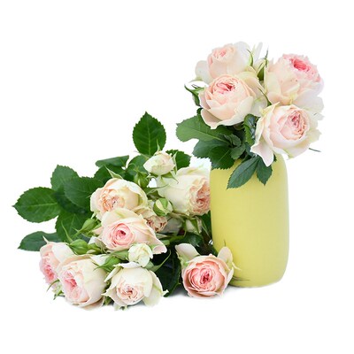 月季粉红月季花欧月绒球门廊月季花苗非常勤花多花扦插小苗