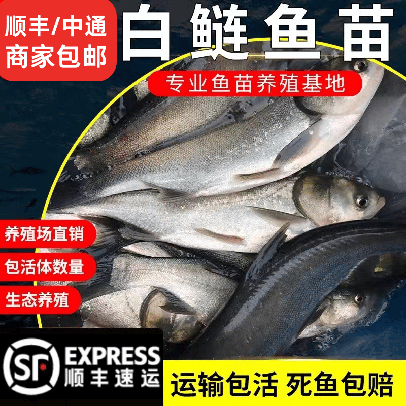 江苏大型白鲢鲢鳙鱼苗批发-养殖