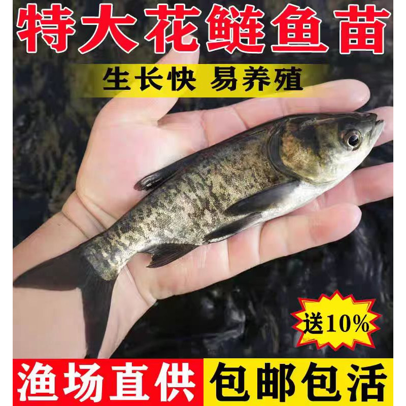 贵州半斤大头花鲢鱼苗淡水养殖食用鲢鳙胖头鱼四大家鱼草鱼苗鲫鱼