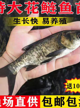 贵州半斤大头花鲢鱼苗淡水养殖食用鲢鳙胖头鱼四大家鱼草鱼苗鲫鱼