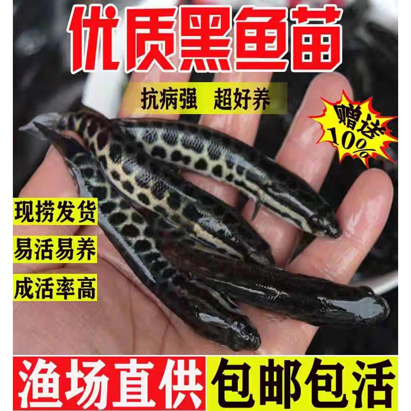 浙江25厘米乌黑鱼苗批发凶猛包活