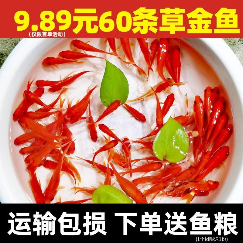 河南草金鱼观赏鱼小型淡水耐活冷水好养活鱼体家养闯缸饲料鱼红苗