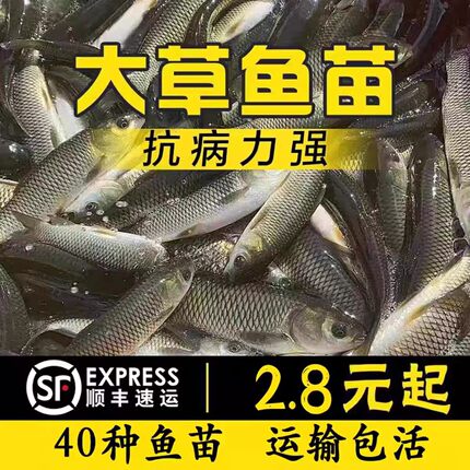 湖北半斤大草鱼鱼苗淡水养殖食用皖鱼脆皖特大规格20厘米草鱼批发