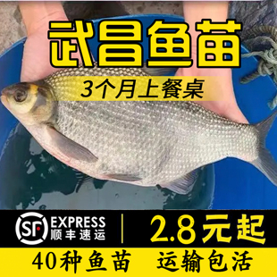 广东武昌鱼苗鳊鱼鱼苗柳叶三角鲂苗团头鲂苗边淡水养殖活体鳊小鱼