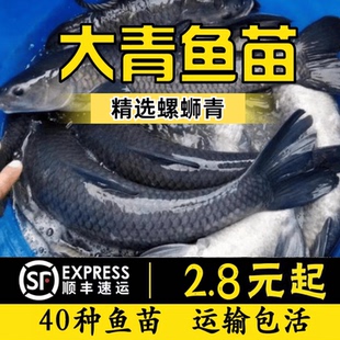 江苏青鱼苗大尺寸螺蛳青黑皖鱼草鱼苗鲫鱼苗活体淡水养殖食用包活