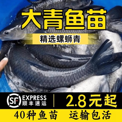江苏百斤大青鱼苗批发包活保真