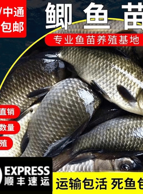 广东大品种中科五号鲫鱼工程鲫大草鱼鲤鱼鱼花鲢白鲢鱼苗淡水养殖