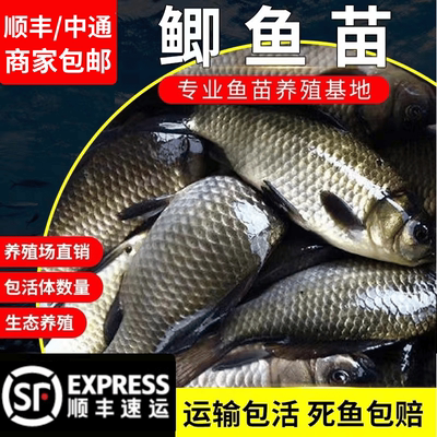广东大品种中科五号鲫鱼工程鲫大草鱼鲤鱼鱼花鲢白鲢鱼苗淡水养殖