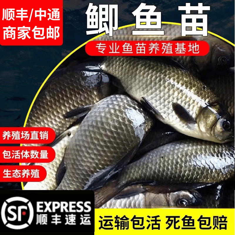 江苏土鲫鱼苗批发-精选长得快猛