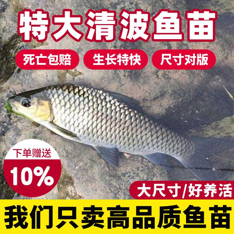 四川特大尺寸清波鱼鱼苗批发包活