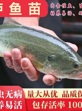 重庆20厘米鲈鱼苗批发路亚苗加州