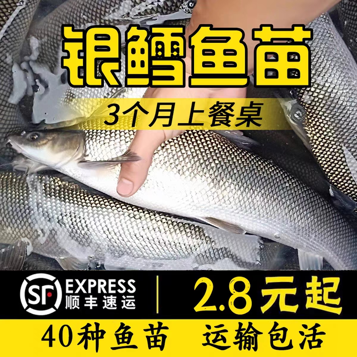 广西银鳕鱼苗淡水养殖食用大鳞鲃鱼苗鳕鱼苗活鱼苗养殖观赏银雪活