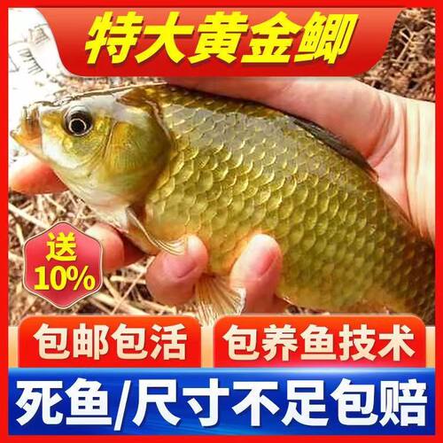 安徽高背鲫鱼苗批发包活长得快猛