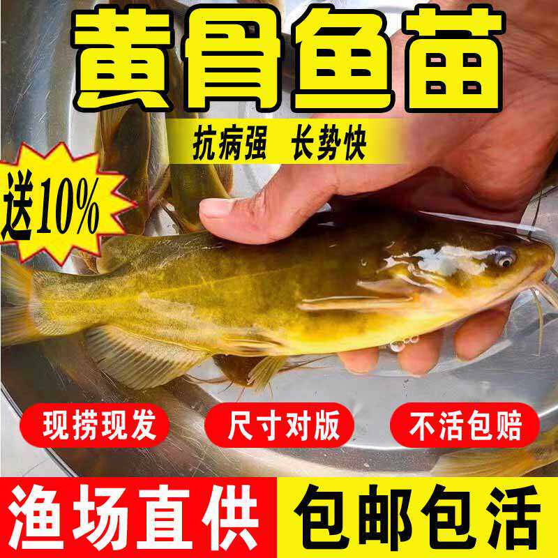 江西黄骨鱼苗黄辣丁昂刺鱼苗淡水养殖食用活鱼冷水观赏小鱼苗黄颡