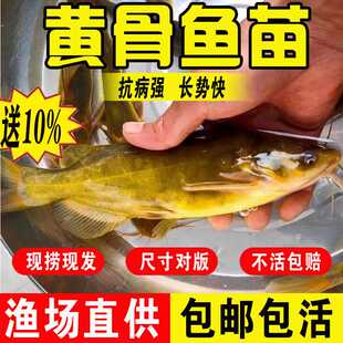 广东黄骨鱼苗黄辣丁昂刺鱼苗淡水养殖食用活鱼冷水观赏小鱼苗黄颡