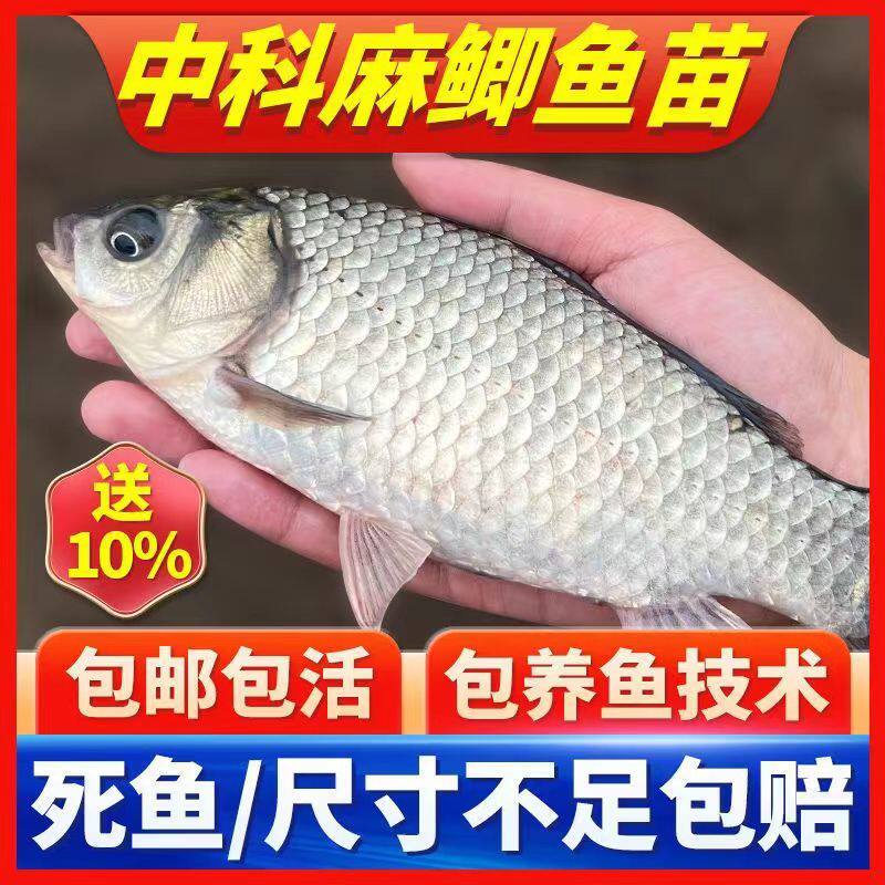 贵州大鲫鱼中科五号鲫鱼工程鲫大草鱼鲤鱼鱼花鲢白鲢鱼苗淡水养殖