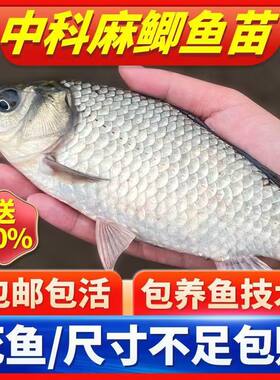 贵州大鲫鱼中科五号鲫鱼工程鲫大草鱼鲤鱼鱼花鲢白鲢鱼苗淡水养殖