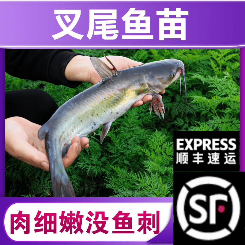 四川斑点叉尾鮰鱼苗江团钳鱼梭边清江鱼本地淡水养殖耐活无刺淡水
