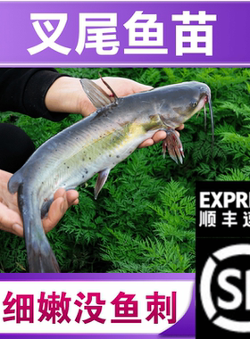 四川发货-叉尾鮰鱼苗批发江团清